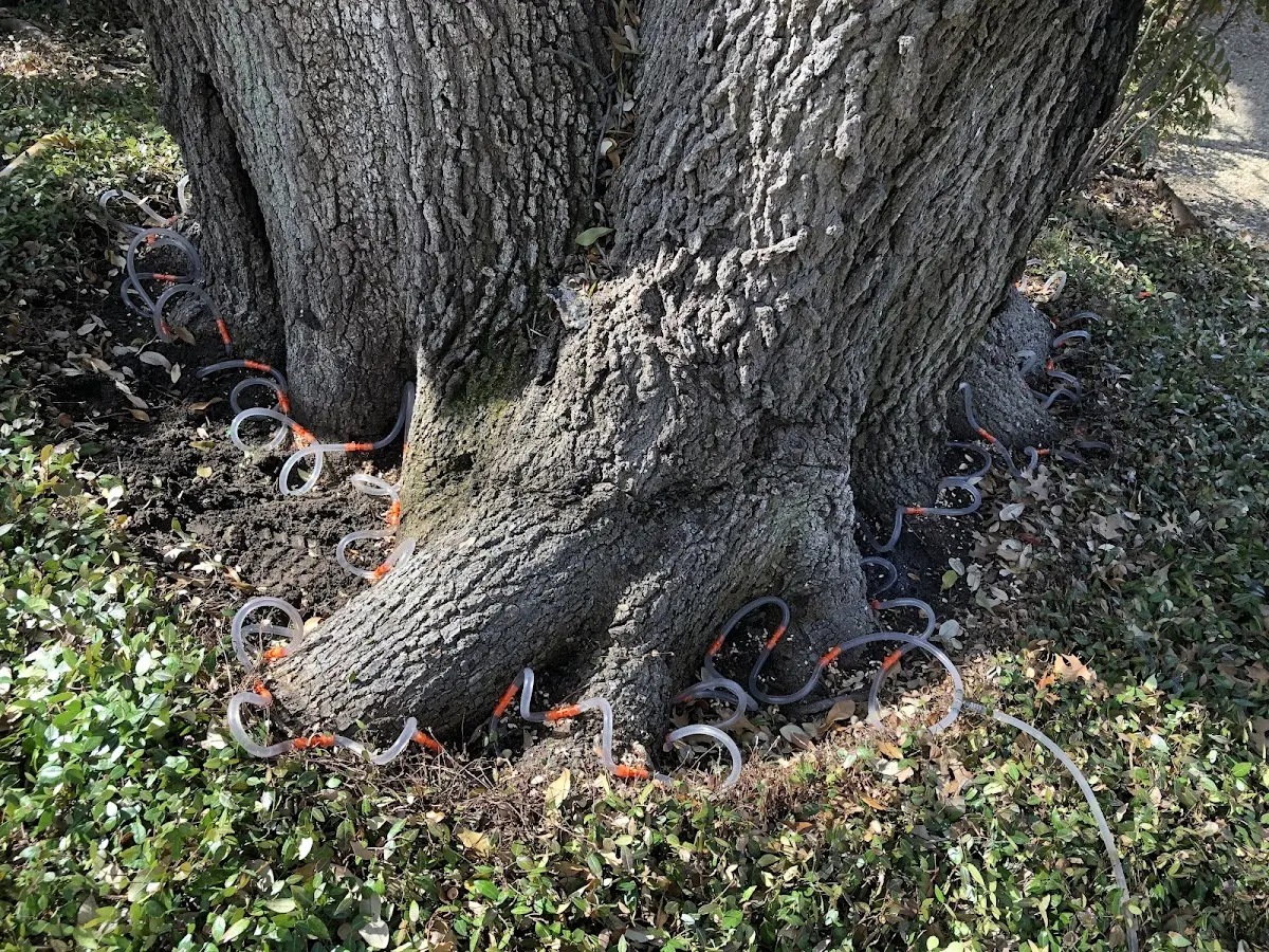 Detailed Tree Cabling and Bracing job site in Wichita