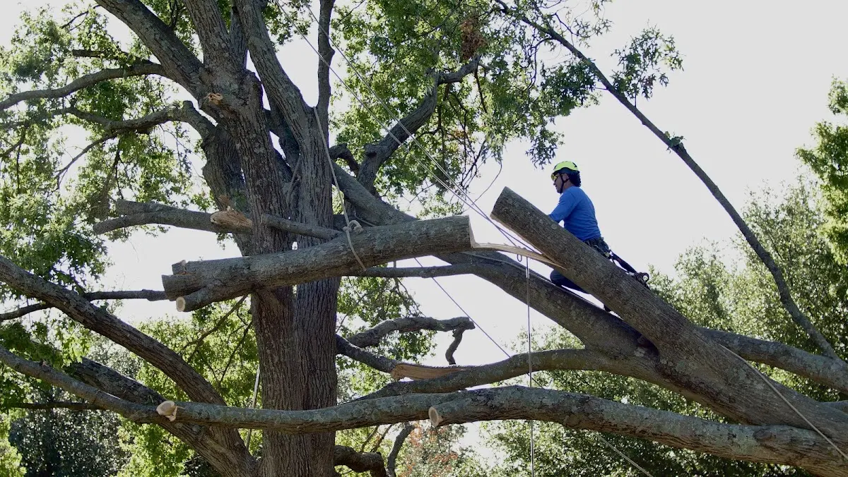 Professional Hazardous Tree Removal performed by certified arborists in Wichita